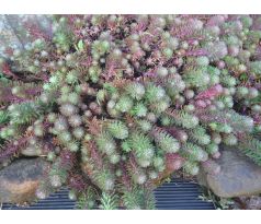 Sedum 15 (Sedum forsterianum)