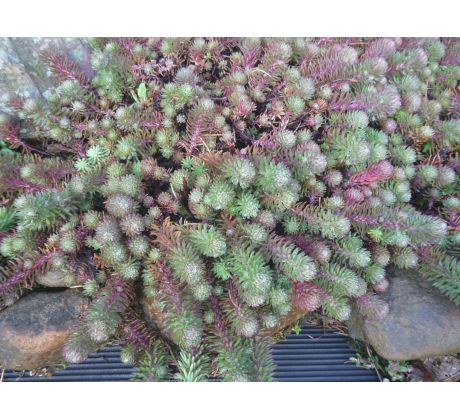 Sedum 15 (Sedum forsterianum)