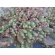 Sedum 15 (Sedum forsterianum)