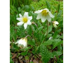 Dryádka (Dryas octopetala)