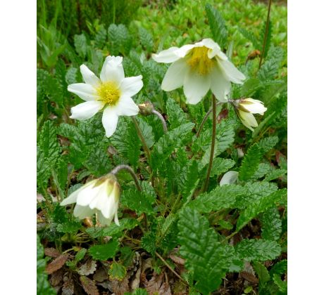 Dryádka (Dryas octopetala)