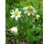 Dryádka (Dryas octopetala)