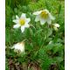Dryádka (Dryas octopetala)