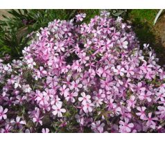 Skalkový floxík 1 (Phlox subulata)