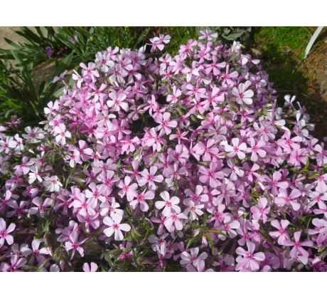 Skalkový floxík 1 (Phlox subulata)