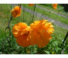 Makovník (Meconopsis cambrica)