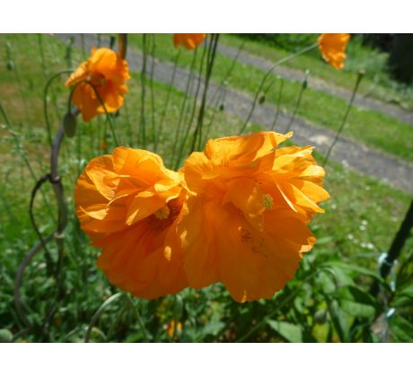 Makovník (Meconopsis cambrica)