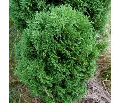 Zakrslá Thuje(Thuja occidentalis)