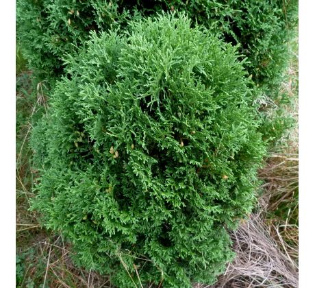 Zakrslá Thuje(Thuja occidentalis)