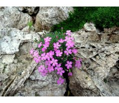 Hvozdík bulharský(Dianthus microlepis)