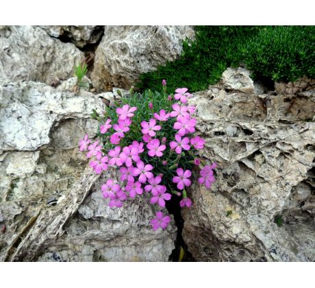Hvozdík bulharský(Dianthus microlepis)