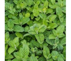 Máta levandulová(Mentha species)