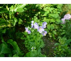 Jirnice modrá(Polemonium caeruleum)