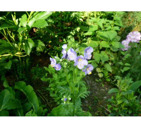 Jirnice modrá(Polemonium caeruleum)