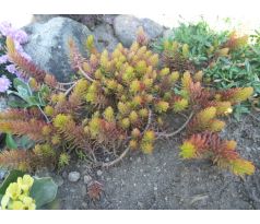 Sedum 42(Sedum sediforme Aureum)