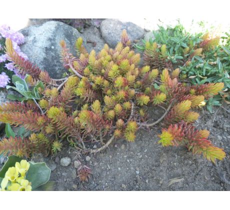 Sedum 42(Sedum sediforme Aureum)