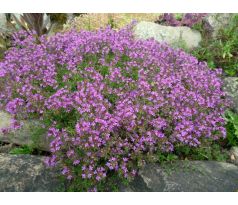 Mateřídouška tmavě růžová(Thymus serphyllum)