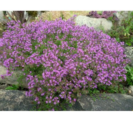 Mateřídouška tmavě růžová(Thymus serphyllum)