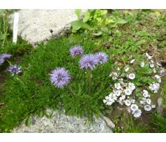 Koulenka (Globularia cordifolia)