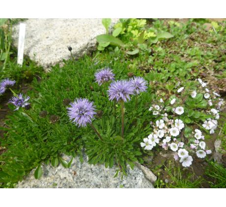 Koulenka (Globularia cordifolia)