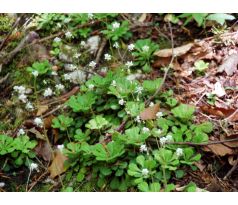 Lomikámen(Saxifraga cuneifolia)