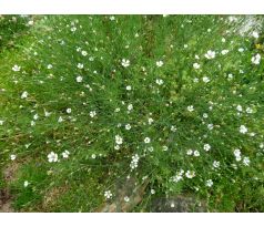 Silenečka alpská(Heliosperma alspestre)