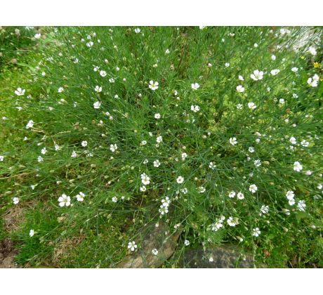 Silenečka alpská(Heliosperma alspestre)