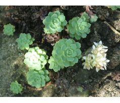 Sedum 5(Sedum pachyclados)