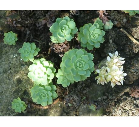 Sedum 5(Sedum pachyclados)