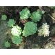 Sedum 5(Sedum pachyclados)