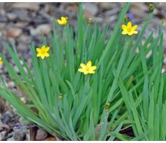 Žlutý Badil (Sysirinchium californicum)