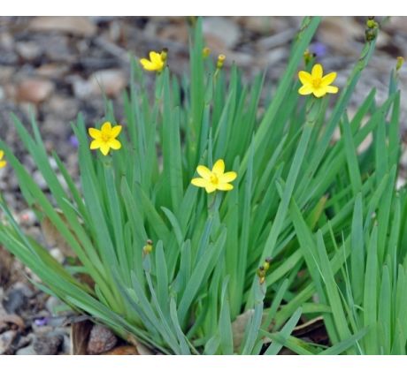 Žlutý Badil (Sysirinchium californicum)