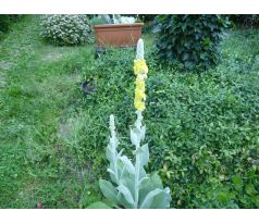 Divizna (Verbascum bombyciferum)