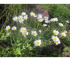 Rmen karpatský (Anthemis carpatica)