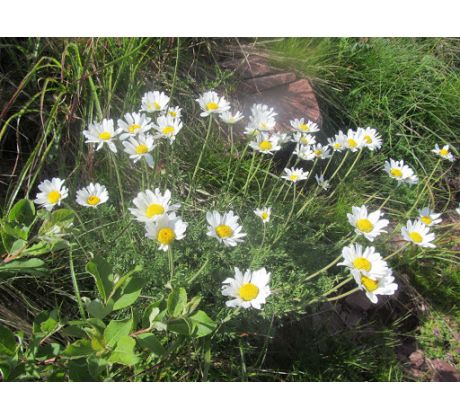 Rmen karpatský (Anthemis carpatica)
