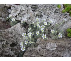 Rožec alpský(Cerastium alpinum ssp. lanatum)