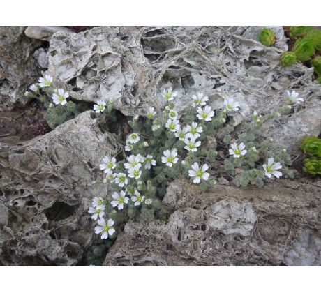 Rožec alpský(Cerastium alpinum ssp. lanatum)