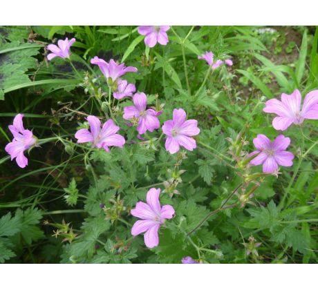 Kakost Endressův (Geranium endersii)