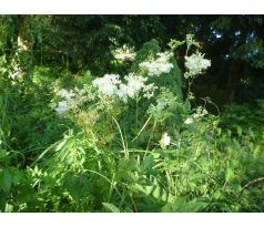 Tužebník jilmový(Filipendula ulmaria)