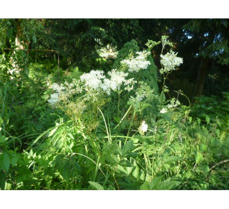 Tužebník jilmový(Filipendula ulmaria)