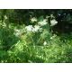 Tužebník jilmový(Filipendula ulmaria)