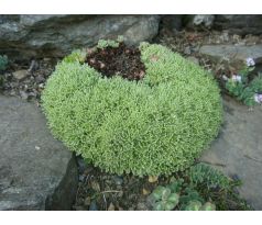 Cymbálek (Rosularia x)