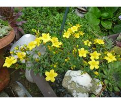 Skalková Třezalka (Hypericum kazdaghensis)