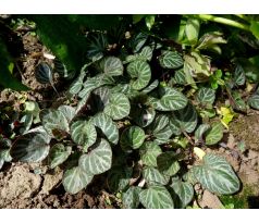 Fialka s barevným listem (Viola variegata)