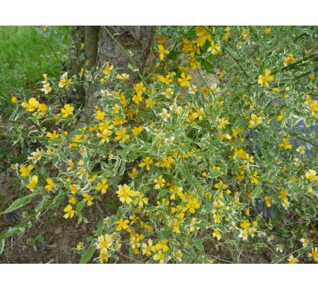 Kerria japonica " Picta "