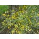 Kerria japonica " Picta "