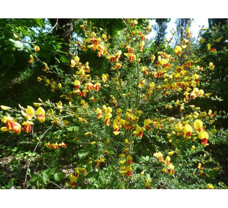 Janovec (Cytisus scoparius)