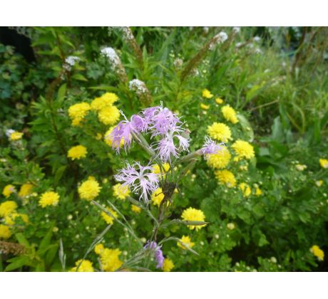 karafiát s pýřitým květem (Dianthus monspessulanus)