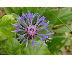 Chrpa modrá (Centaurea montana)