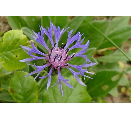 Chrpa modrá (Centaurea montana)